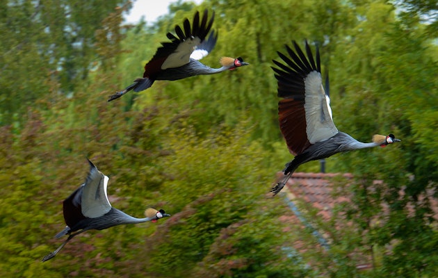2 tickets voor Vogelpark Avifauna in Alphen aan den Rijn!